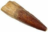 Fossil Spinosaurus Tooth - Real Dinosaur Tooth #296885-1